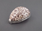 A cowrie shell and silver snuff box
